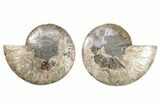 Cut & Polished, Crystal-Filled Ammonite Fossil - Madagascar #282637-1